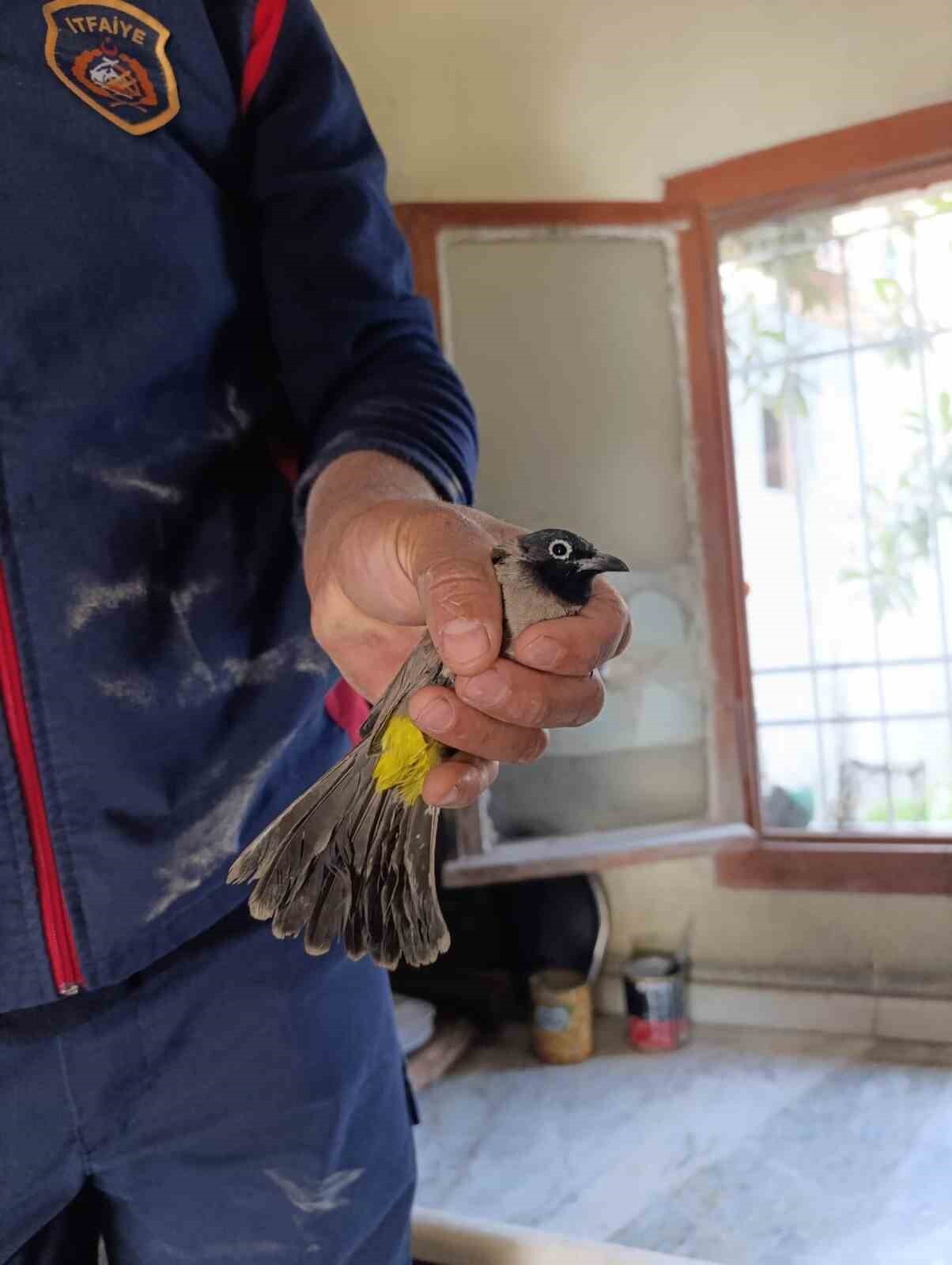 HATAY'DA İŞ YERİNİN BACASINA SIKIŞAN KUŞU İTFAİYE KURTARDI.