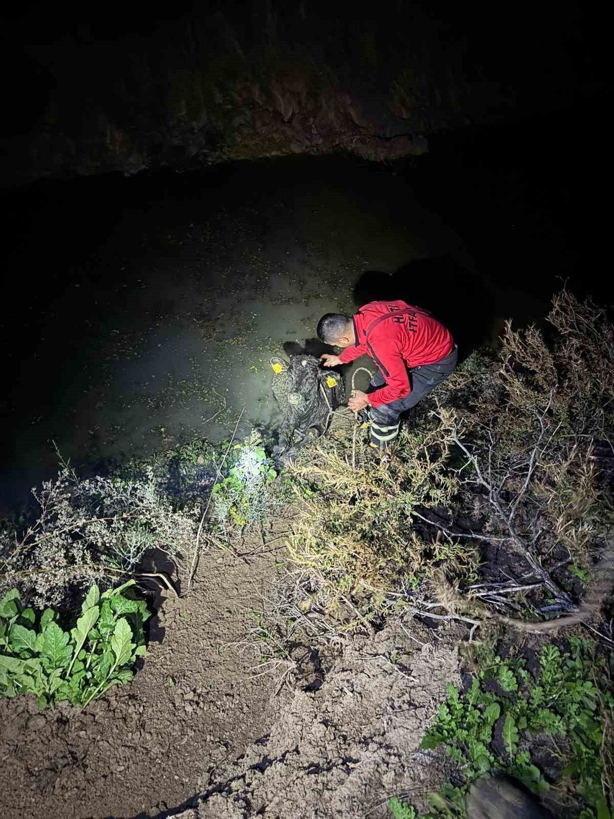 HATAY'DA KUYUYA DÜŞEN BUZAĞI İTFAİYE EKİPLERİ TARAFINDAN KURTARILDI.