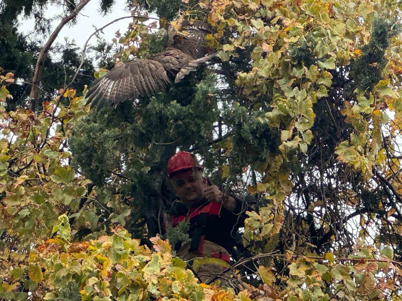 HATAY’DA AĞACIN DALLARINA TAKILARAK MAHSUR KALEN KIZIL ŞAHİN, İTFAİYE EKİPLERİ TARAFINDAN...