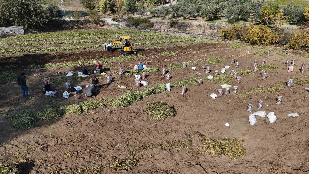 HATAY’DA İSMİYLE DİKKAT ÇEKEN ŞİFA DEPOSU TATLI PATATESİN HASADINDA SONA GELİNDİ.  KURAKLIK...