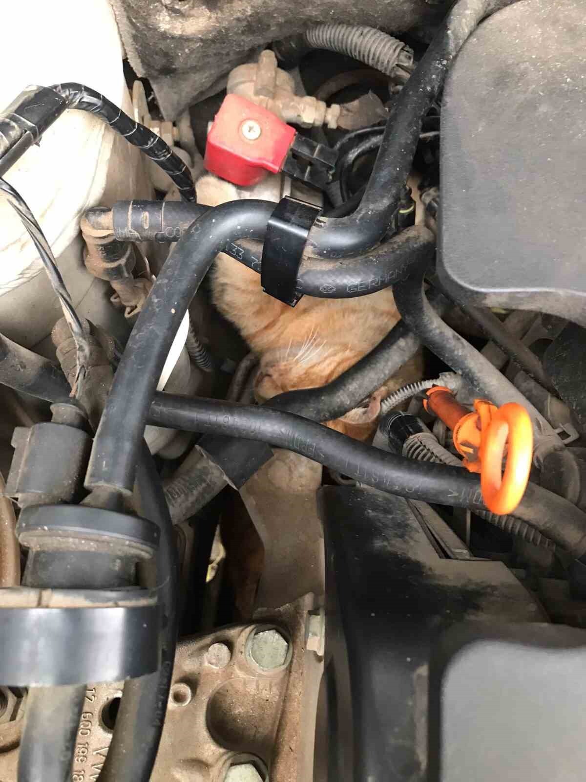 HATAY’DA SOĞUK HAVADA ÜŞÜYEREK PARK HALİNDEKİ OTOMOBİLİN MOTOR KISMINA GİREN KEDİYİ İTFAİYE EKİBİ...