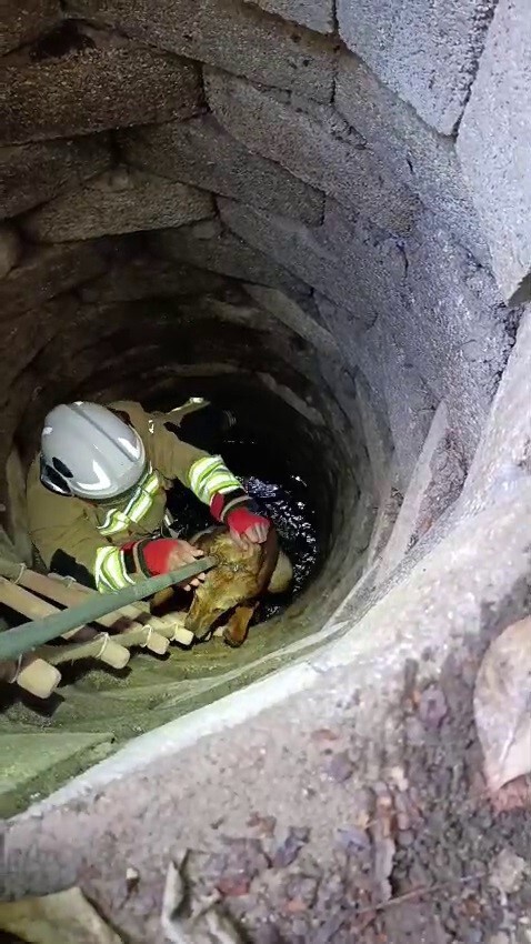 HATAY’DA SU KUYUSUNA DÜŞEREK MAHSUR KALAN KÖPEK, İTFAİYE EKİPLERİ TARAFINDAN KURTARILDI.