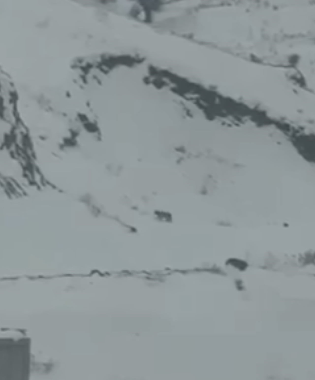 IĞDIR'DA 3 VAŞAK YERLEŞİM YERİNDE GÖRÜNTÜLENDİ