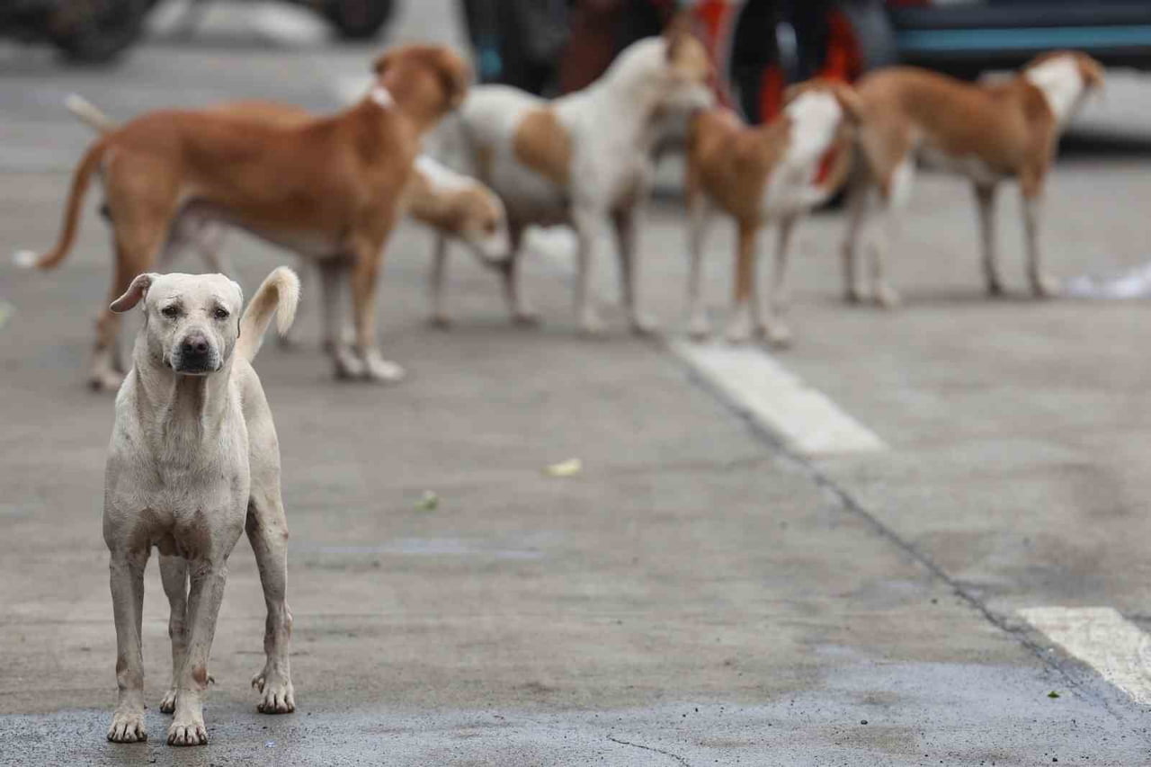 IRAK’IN BAŞKENTİ BAĞDAT’TA 1 OCAK İLE 30 KASIM 2025 TARİHLERİ ARASINDA, SAYILARI HIZLA ARTAN VE...