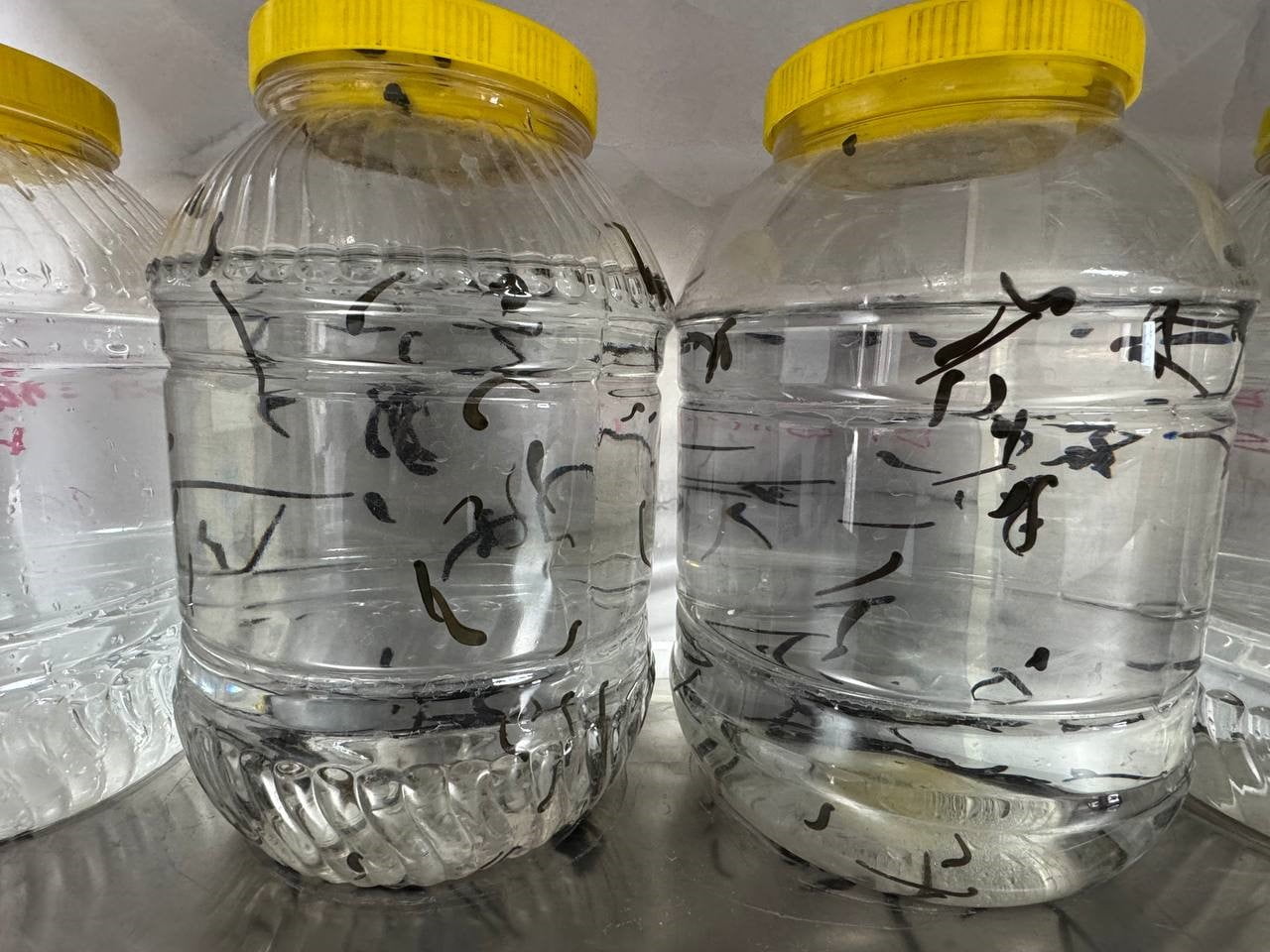 ISPARTA'NIN EĞİRDİR İLÇESİNDE FAALİYET GÖSTEREN EĞİRDİR SU ÜRÜNLERİ ARAŞTIRMA ENSTİTÜSÜ...