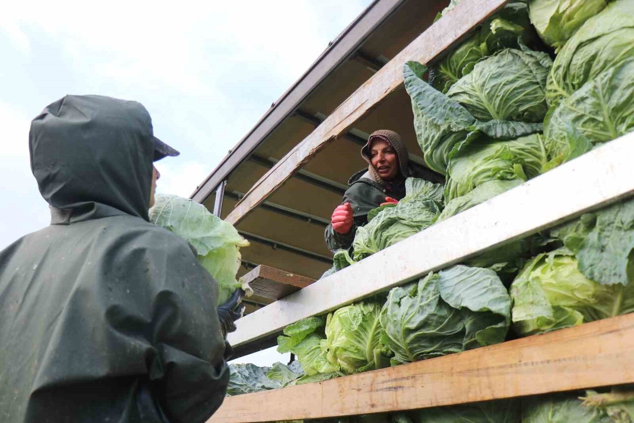 KADINLAR, TOPLADIKLARI SEBZE VE MEYVELERİ RÖMORKLARA YÜKLEYEREK SEVKİYATA HAZIR HALE...