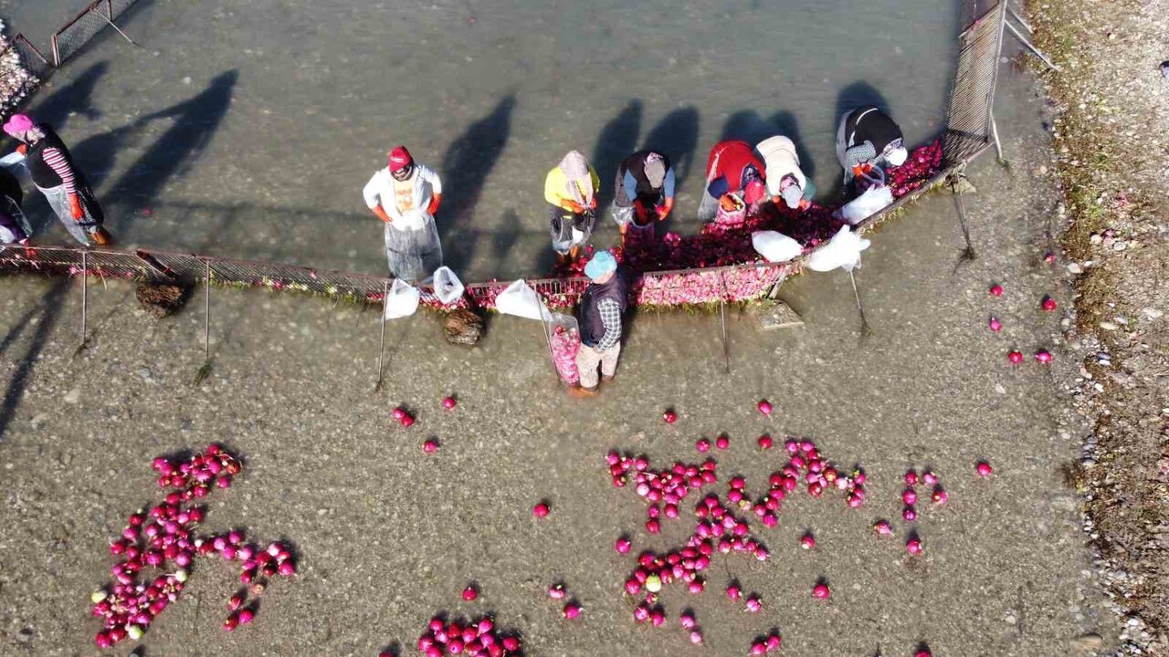KADİRLİ'DE TURP İŞİNDE ÇALIŞAN KADINLAR, SABAHIN ERKEN SAATLERİNDE ZORLU MESAİLERİNE...