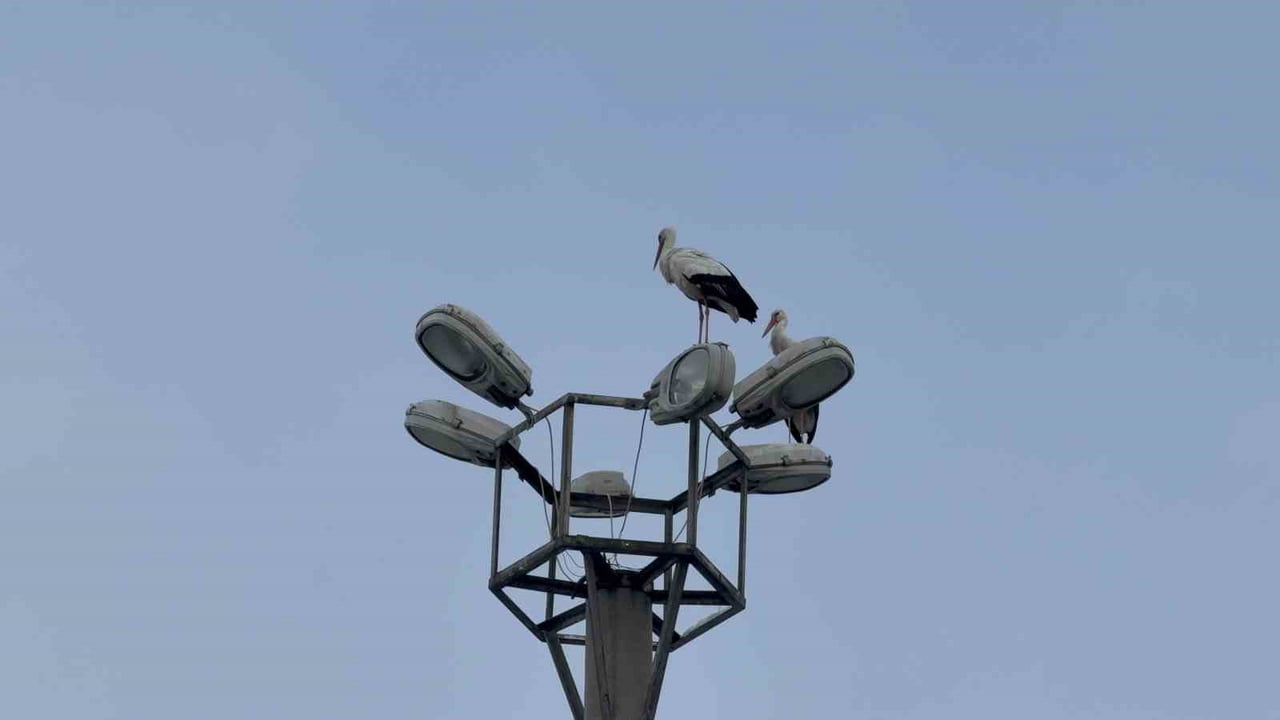 KARABÜK’TE VATANDAŞLAR TARAFINDAN "DEMİR" İSMİ VERİLEN LEYLEK, YAZ VE KIŞ DEMEDEN KENTTEN...