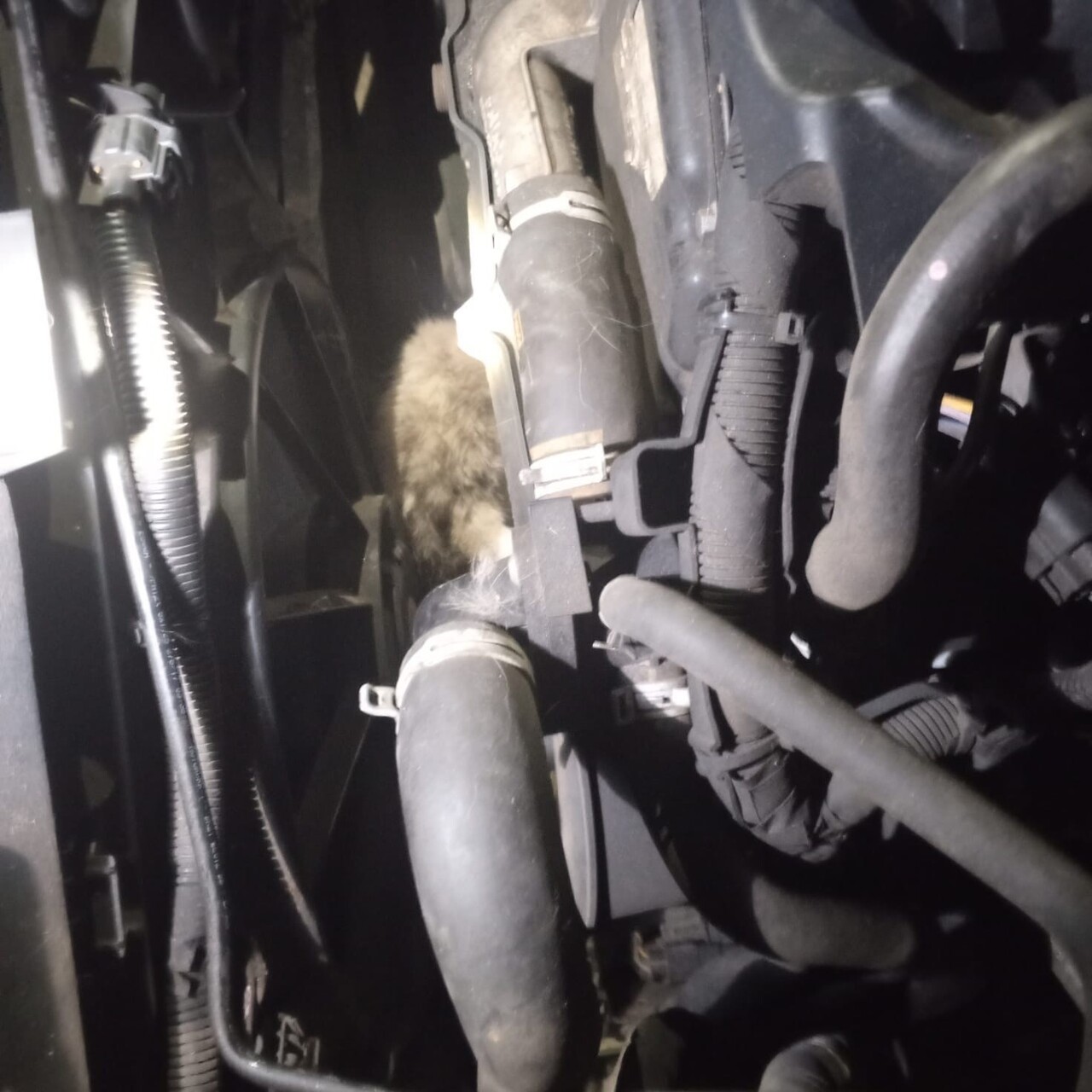 KARABÜK’ÜN YENİCE İLÇESİNE BAĞLI DEĞİRMENYANI KÖYÜNDE, MİNİBÜSÜN MOTOR KISMINA SIKIŞAN KEDİ UZUN...