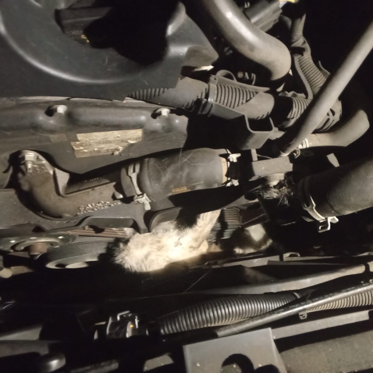 KARABÜK’ÜN YENİCE İLÇESİNE BAĞLI DEĞİRMENYANI KÖYÜNDE, MİNİBÜSÜN MOTOR KISMINA SIKIŞAN KEDİ UZUN...