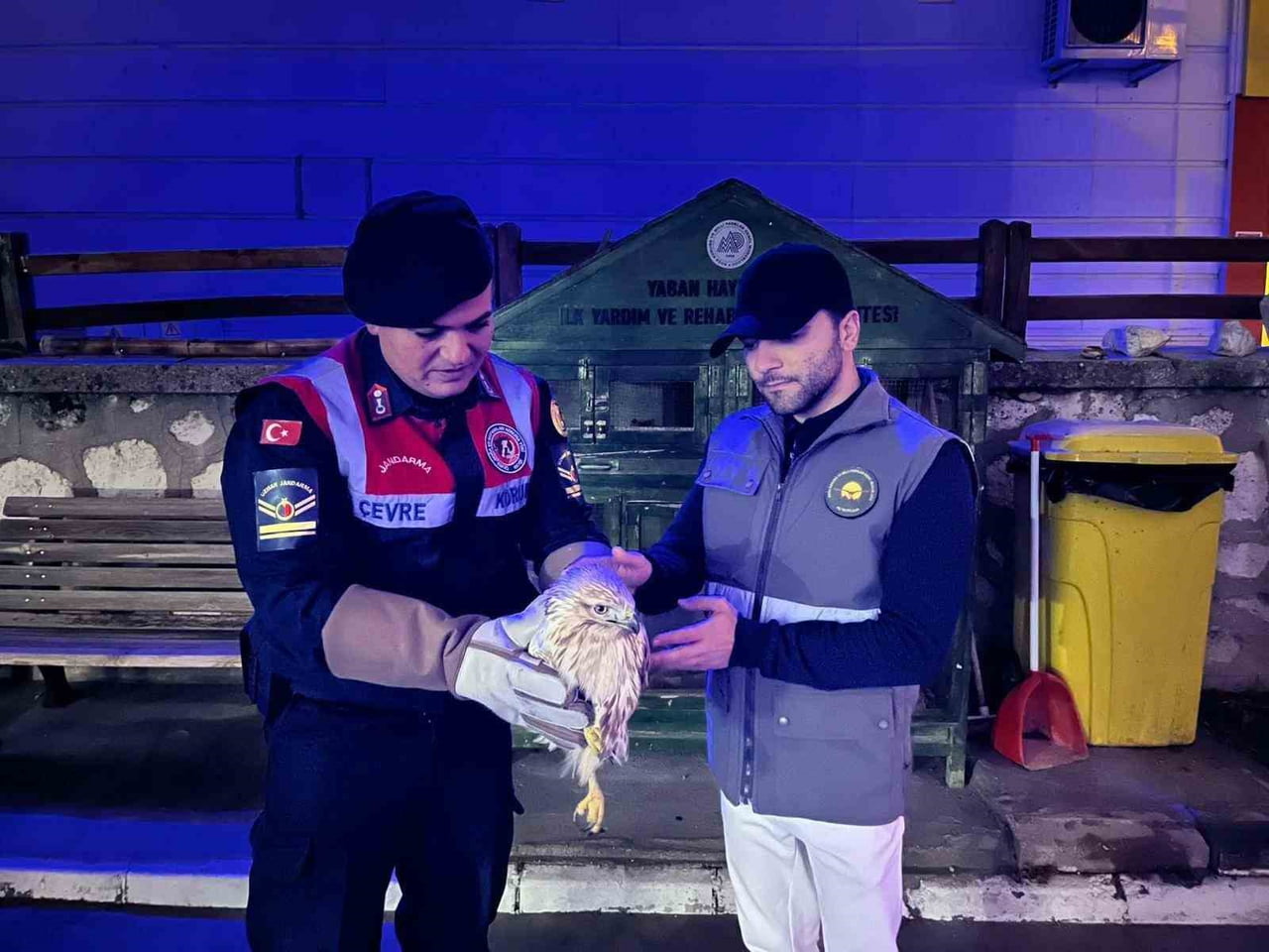 KARAMAN'DA YARALI VE BİTKİN HALDE BULUNAN KIZIL ŞAHİN KORUMA ALTINA ALINDI.