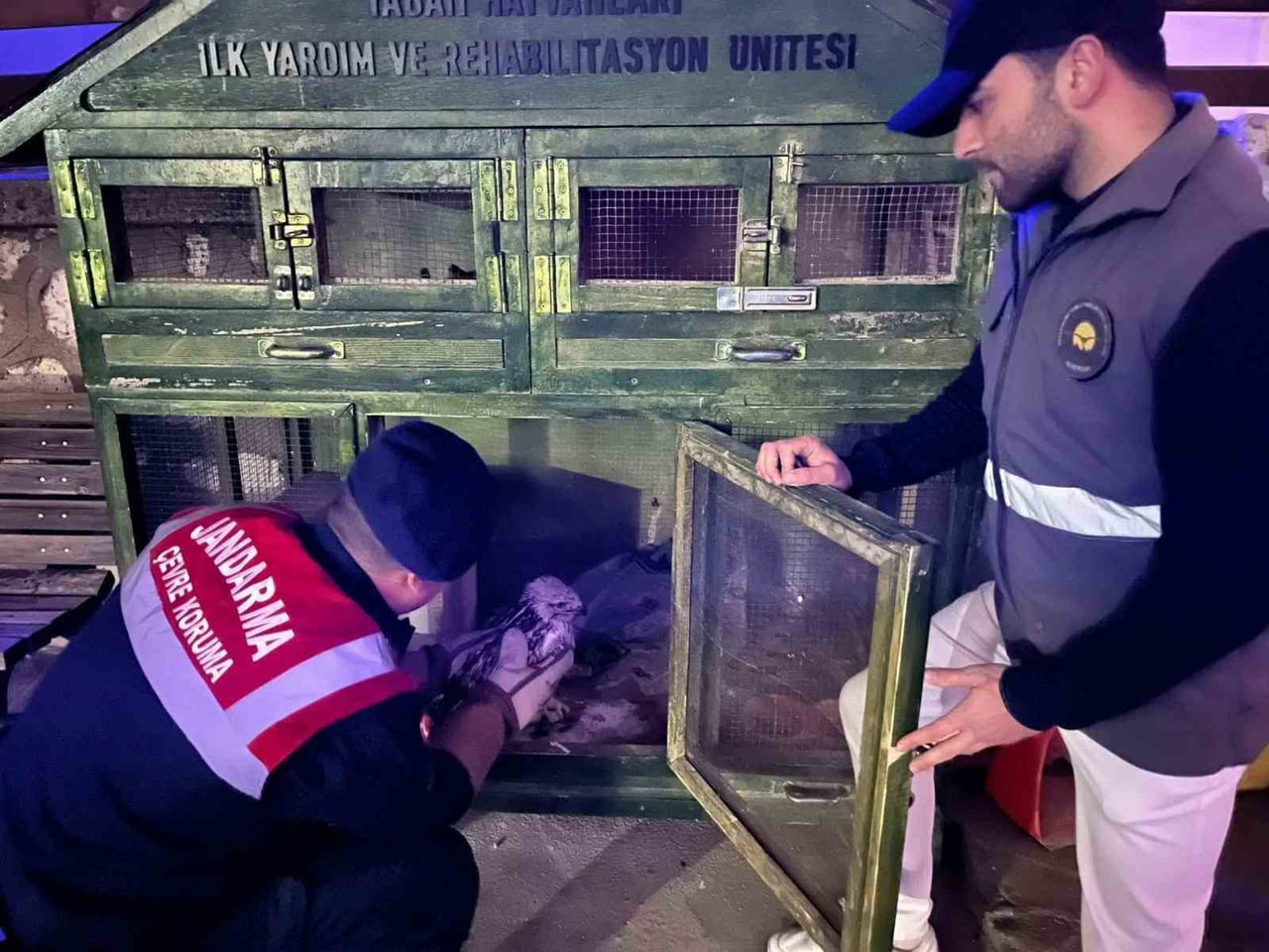 KARAMAN'DA YARALI VE BİTKİN HALDE BULUNAN KIZIL ŞAHİN KORUMA ALTINA ALINDI.