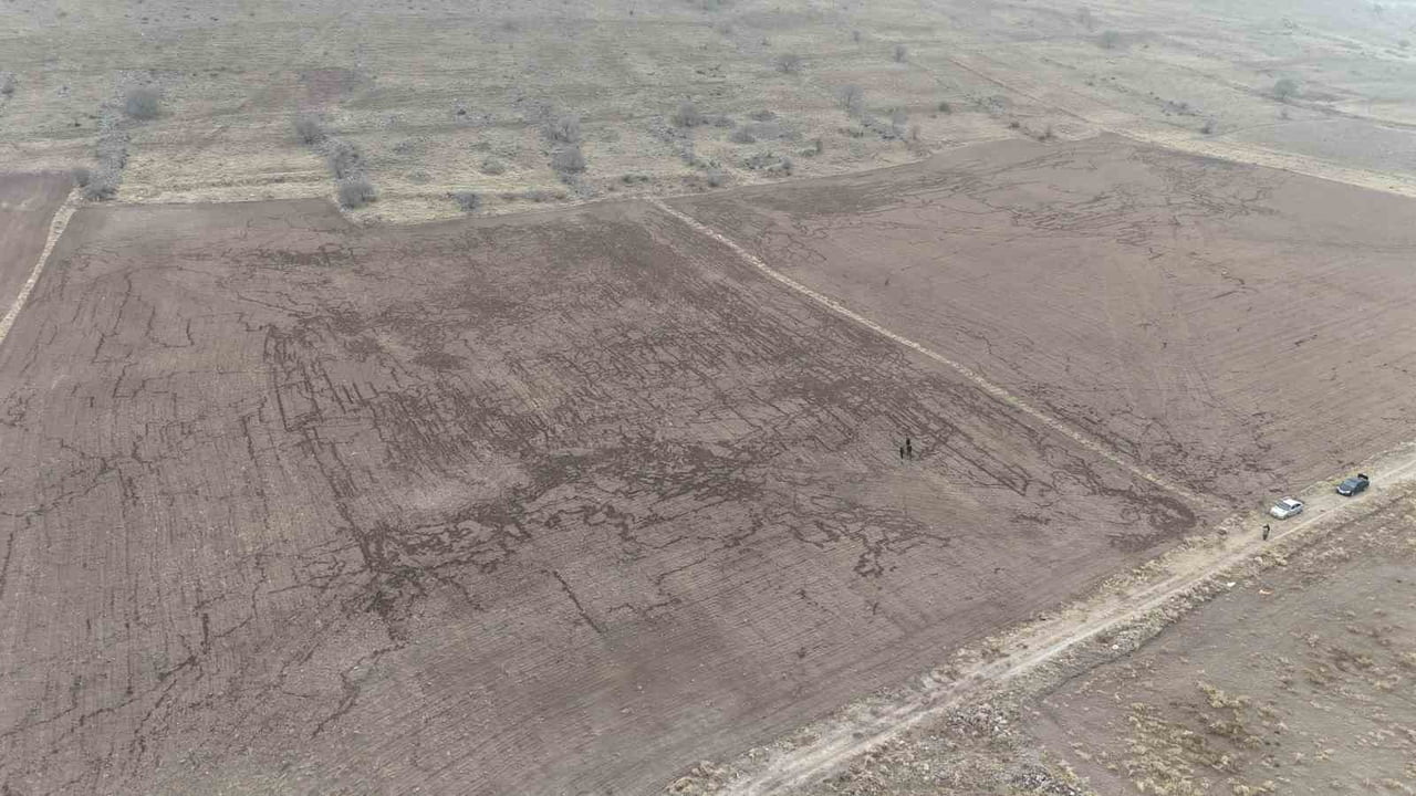 KARAMAN'IN MADENŞEHİR KÖYÜNDE YABAN DOMUZLARI, ARPA VE BUĞDAY EKİLİ TARLAYA ZARAR VERDİ. HAVADAN...