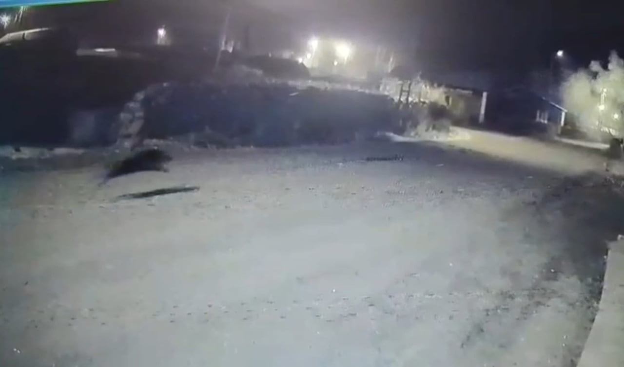 KARS'TA DONDURUCU SOĞUKLARLA BİRLİKTE YİYECEK BULMAKTA ZORLANAN YABAN HAYVANLARI YERLEŞİM...