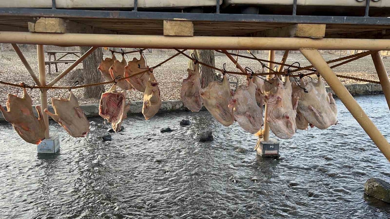 KARS KAZI GELENEKSEL YÖNTEMLERLE KURUTULUYOR: KIŞ SOFRALARININ VAZGEÇİLMEZİ...