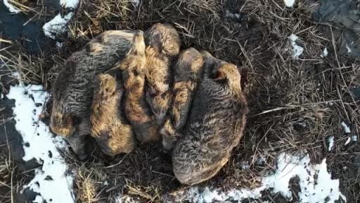 Kars’ta yumak halinde uyuyan domuz ailesi böyle görüntülendi