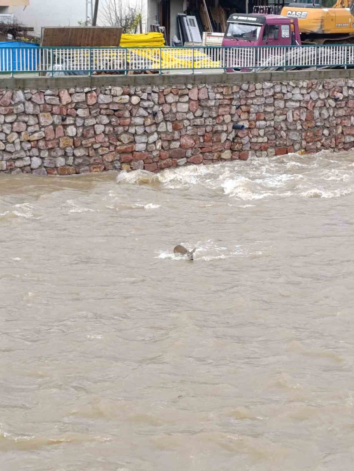 KASTAMONU’DA ÇAYA DÜŞEN KARACA KURTARILDI