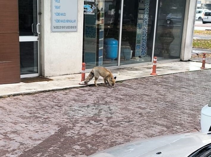 KAYSERİ'NİN KOCASİNAN İLÇESİNDE YİYECEK ARAYAN TİLKİ ŞEHİR MERKEZİNDE GÖRÜNTÜLENDİ.
