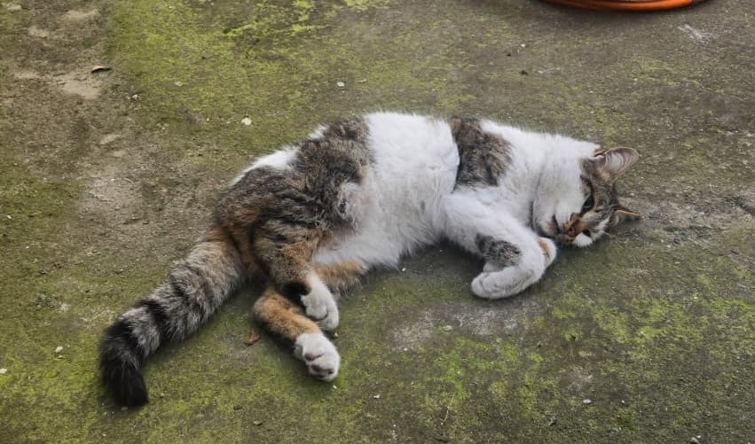 KEDİ, TEDAVİSİNİN YAPILMASI İÇİN BARINAK GÖREVLİLERİNE TESLİM EDİLDİ. KURTARMA OPERASYONUNU TAKİP...