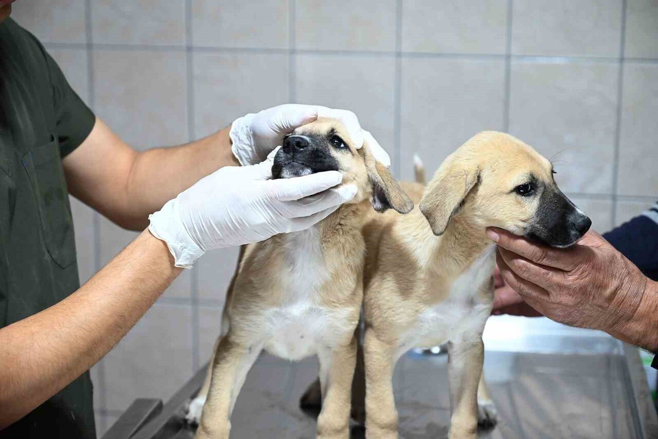KEMER BELEDİYESİ HAYVAN BARINDIRMA TEDAVİ VE REHABİLİTASYON MERKEZİ'NDE 16 KÖPEK VE 211 KEDİ OLMAK...