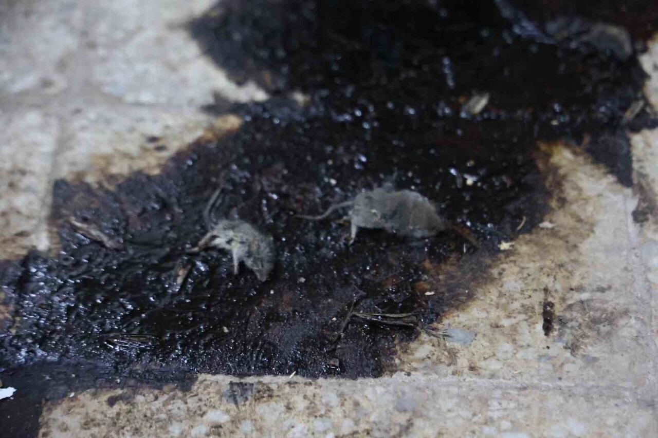 KİLİS’TE MİDE BULANDIRAN HİJYEN SKANDALI: FARE VE HAMAM BÖCEKLERİ ÇIKAN İŞLETMEYE 105 BİN TL...