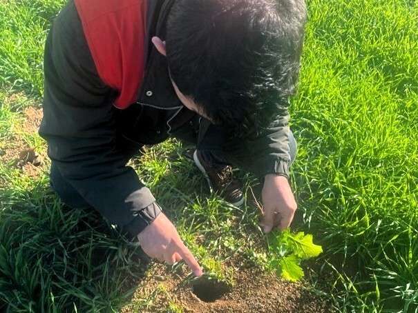 KIRKLARELİ'NİN KOFÇAZ İLÇESİNDE, İLÇE TARIM VE ORMAN MÜDÜRLÜĞÜ TEKNİK EKİPLERİ, HUBUBAT EKİLİ...