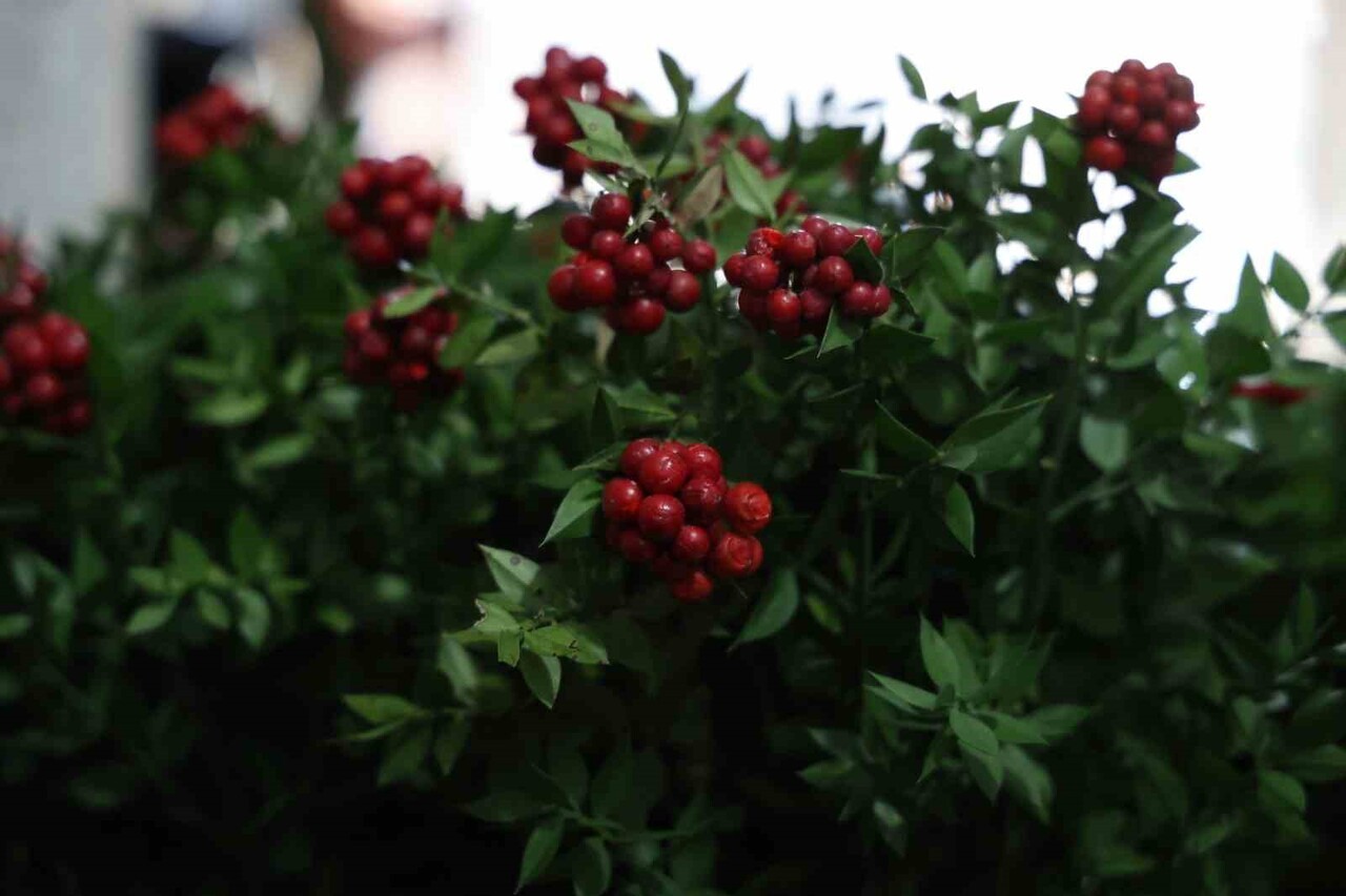 KIRŞEHİR’DE ARALIK AYININ EN ÇOK TERCİH EDİLEN ÇİÇEĞİ KOKİNA OLDU
