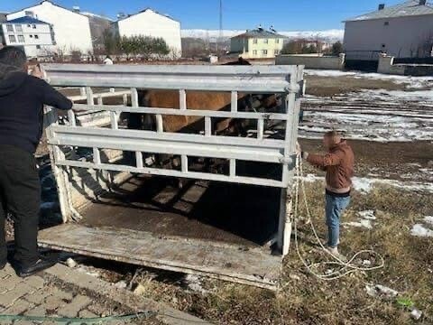KIŞ ŞARTLARI ÖNCESİ ÖNLEM: BAŞIBOŞ BİNEK HAYVANLARI TOPLATILDI
