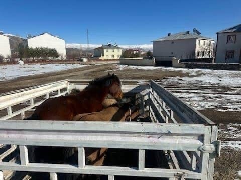 KIŞ ŞARTLARI ÖNCESİ ÖNLEM: BAŞIBOŞ BİNEK HAYVANLARI TOPLATILDI