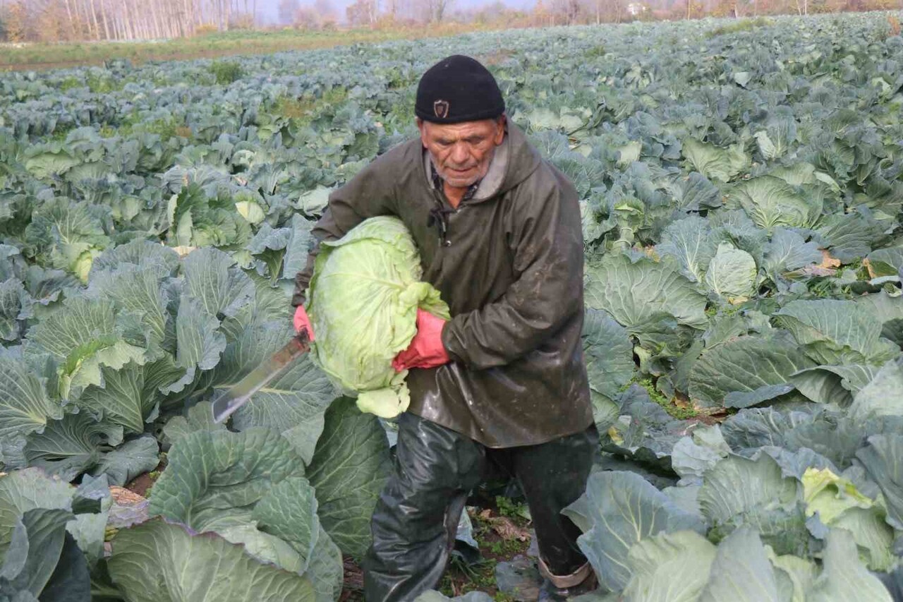 KIŞ SEZONUNUN GÖZDE SEBZELERİ ARASINDA YER ALAN VE TURŞUSU BAŞTA OLMAK ÜZERE ÇORBASI, DOLMASI İLE...