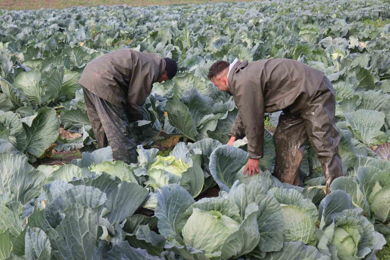 KIŞ SEZONUNUN GÖZDE SEBZELERİ ARASINDA YER ALAN VE TURŞUSU BAŞTA OLMAK ÜZERE ÇORBASI, DOLMASI İLE...