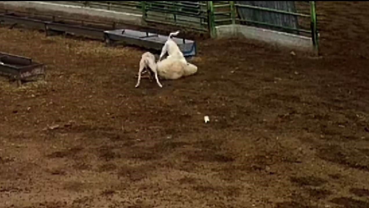 KONYA'NIN KARAPINAR İLÇESİNDE, SOKAK KÖPEKLERİNİN ÇİFTLİKTE BİR KOYUNA SALDIRMALARI SONUCU KOYUN...