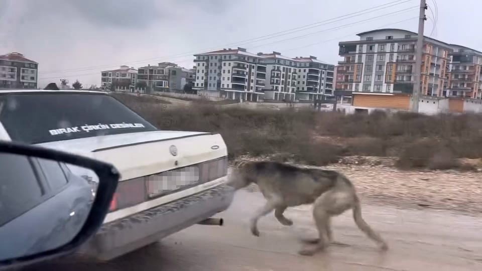 KÖPEĞİ ARACIN ARKASINA BAĞLAYARAK SEYRETTİ
