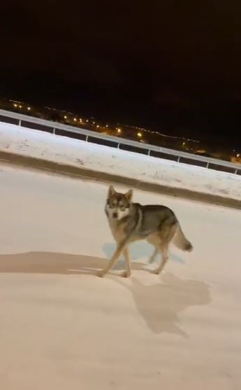 KURT ŞEHRE İNDİ, VATANDAŞLAR TEDİRGİN OLDU. (OLGUN YILDIZ/ARDAHAN-İHA)