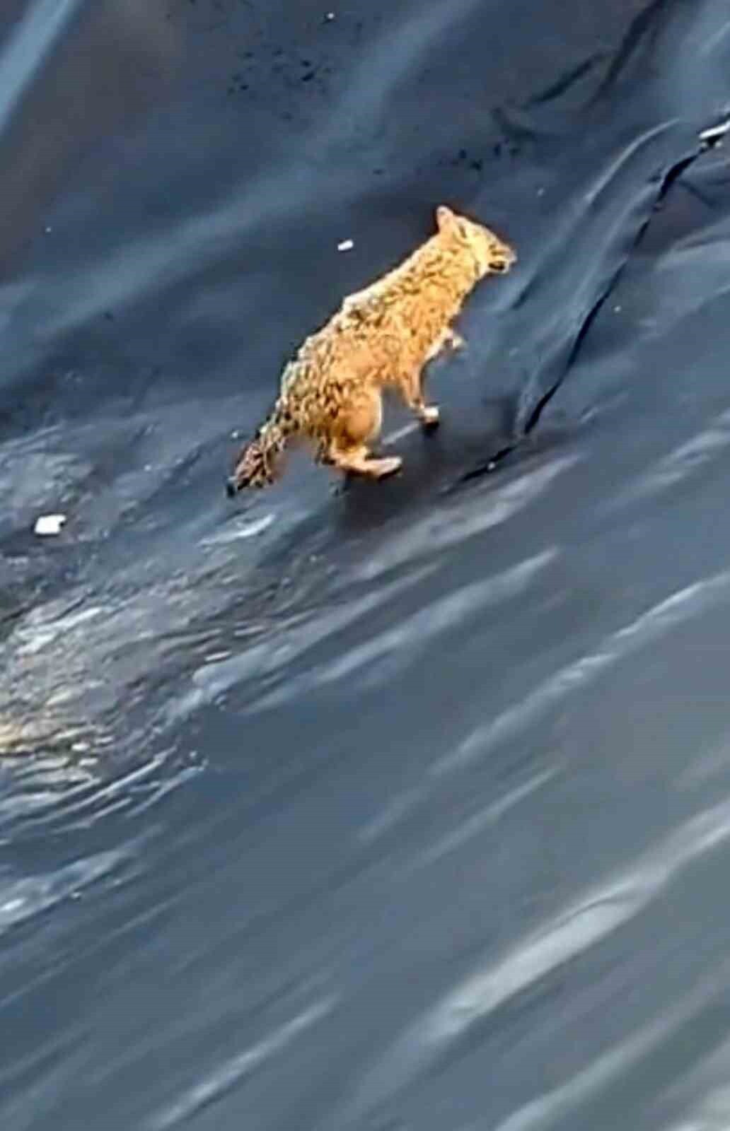 KURTALAN İLÇESİNDEN BOŞ HAVUZA DÜŞEN KURT, UZUN TIRMANIŞLAR SONUCU KURTULDU.