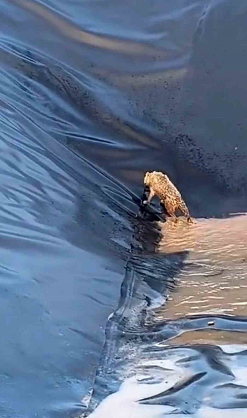 KURTALAN İLÇESİNDEN BOŞ HAVUZA DÜŞEN KURT, UZUN TIRMANIŞLAR SONUCU KURTULDU.