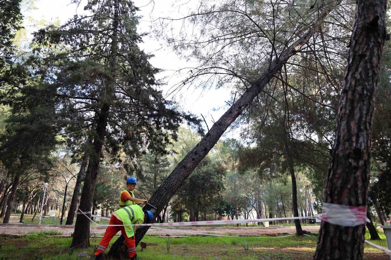 KURUYAN, RİSK OLUŞTURAN VE DEVRİLEN AĞAÇLAR TESPİT EDİLİYOR