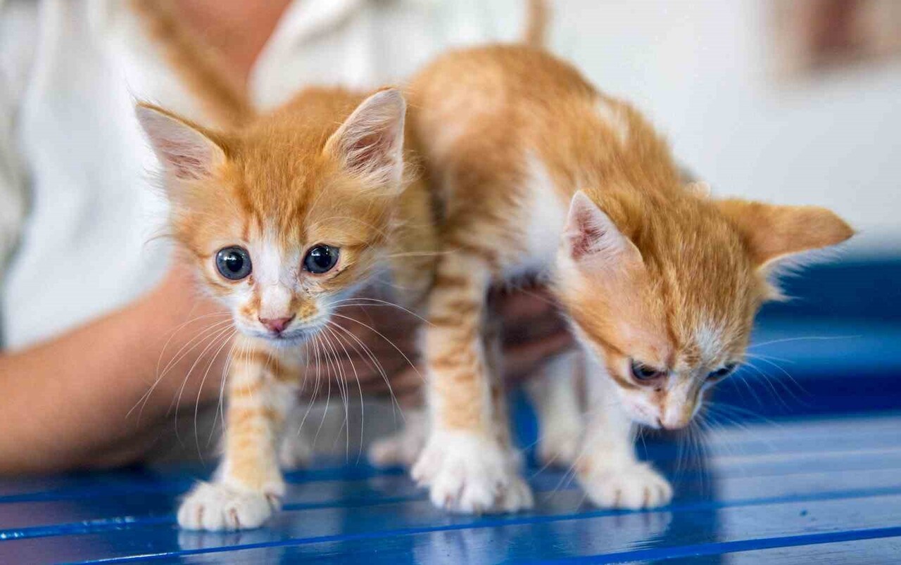 KUŞADASI BELEDİYESİ VETERİNER İŞLERİ MÜDÜRLÜĞÜ’NDEN ‘MİKROÇİP’ UYARISI