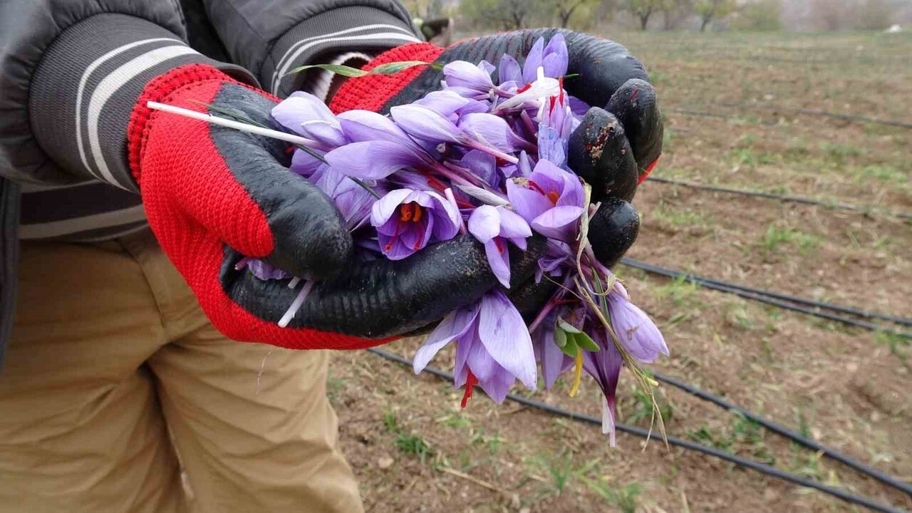 MALATYA’DA GRAMI 600 TL SATILAN SAFRAN ADETA YOK SATIYOR