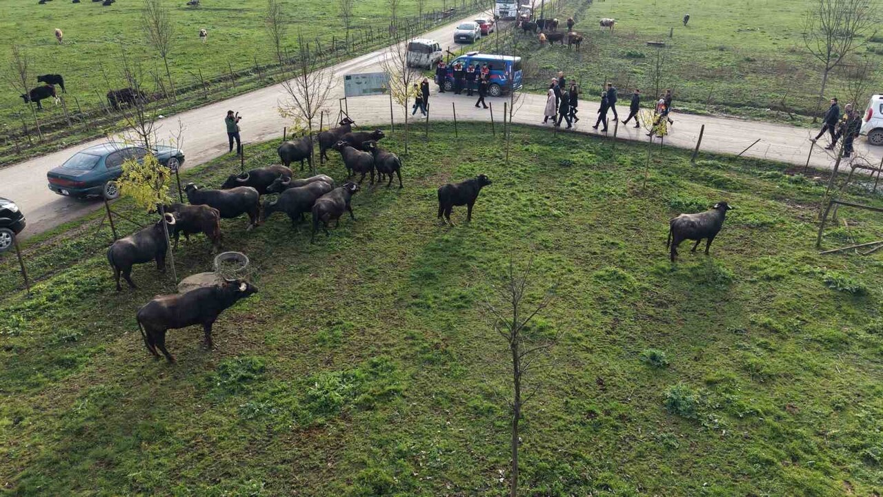 MANDA YETİŞTİRİCİLİĞİNİN GELİŞTİRİLMESİ PROJESİ KAPSAMINDA TEMİN EDİLEN 17 ADET DAMIZLIK MANDA...