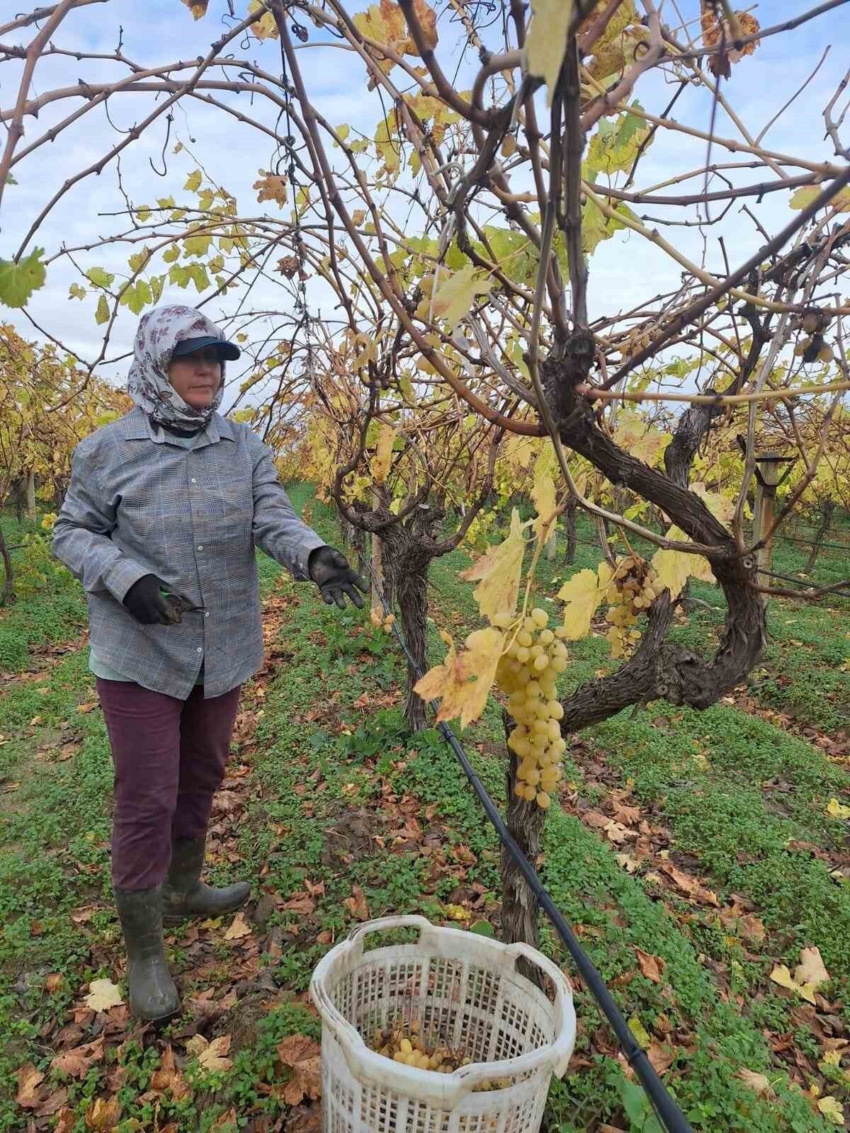 MANİSA'NIN SARIGÖL İLÇESİNDE ÜRETİCİLER, HASAT SONRASI DALDA KALAN ÜZÜMLERİ TOPLAYARAK PEKMEZDEN...