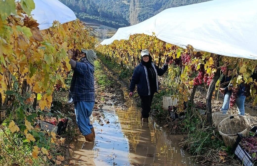 MANİSA'NIN SARIGÖL İLÇESİNDE ÜRETİCİLER VE TARIM İŞÇİLERİ, YAĞMURUN OLUŞTURDUĞU ÇAMURA RAĞMEN ÜZÜM...