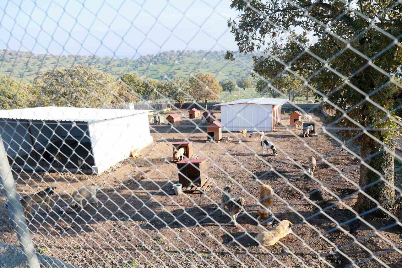 MANİSA'NIN YUNUSEMRE İLÇESİNDE HİZMET VEREN HAYVAN YAŞAM MERKEZİ, MODERN YAPISI, PROFESYONEL...