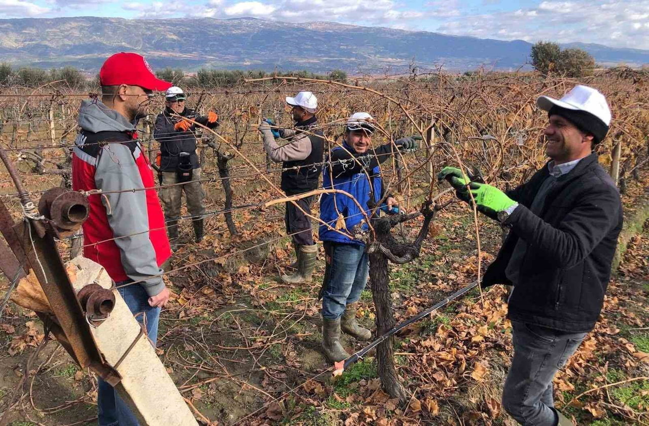 MANİSA İL VE İLÇE TARIM VE ORMAN MÜDÜRLÜĞÜ TEKNİK EKİPLERİ, SARIGÖL’DE BAĞ BUDAMASI YAPAN...