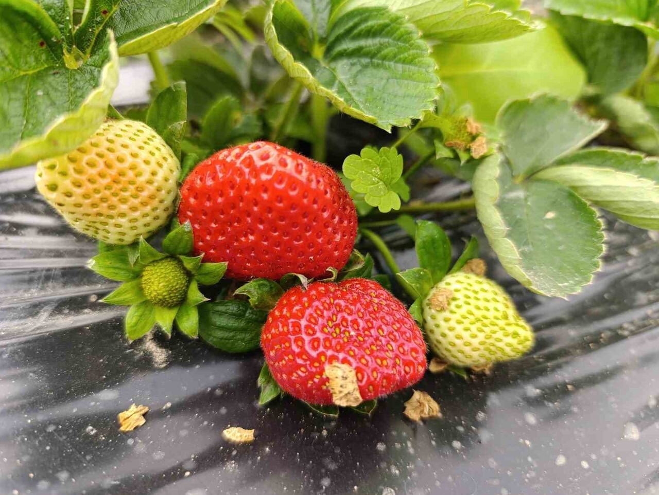 MANİSA’NIN KÖPRÜBAŞI İLÇESİNDE DÖRT MEVSİM DEVAM EDEN ÇİLEK ÜRETİMİ, ARALIK AYINDA DA YOĞUN TALEP...