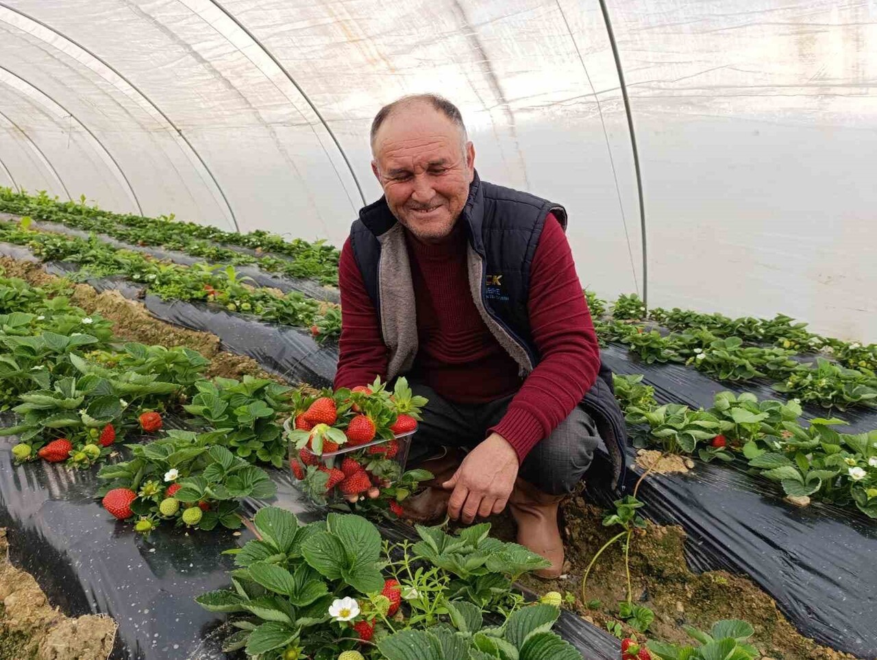 MANİSA’NIN KÖPRÜBAŞI İLÇESİNDE DÖRT MEVSİM DEVAM EDEN ÇİLEK ÜRETİMİ, ARALIK AYINDA DA YOĞUN TALEP...