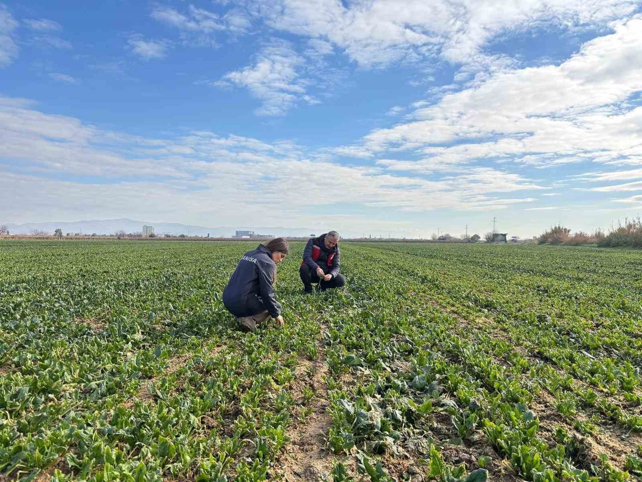 MANİSA’NIN SALİHLİ İLÇESİNDEKİ TARIM VE ORMAN MÜDÜRLÜĞÜ EKİPLERİ, KIŞLIK SEBZELERDE GÖRÜLEBİLECEK...