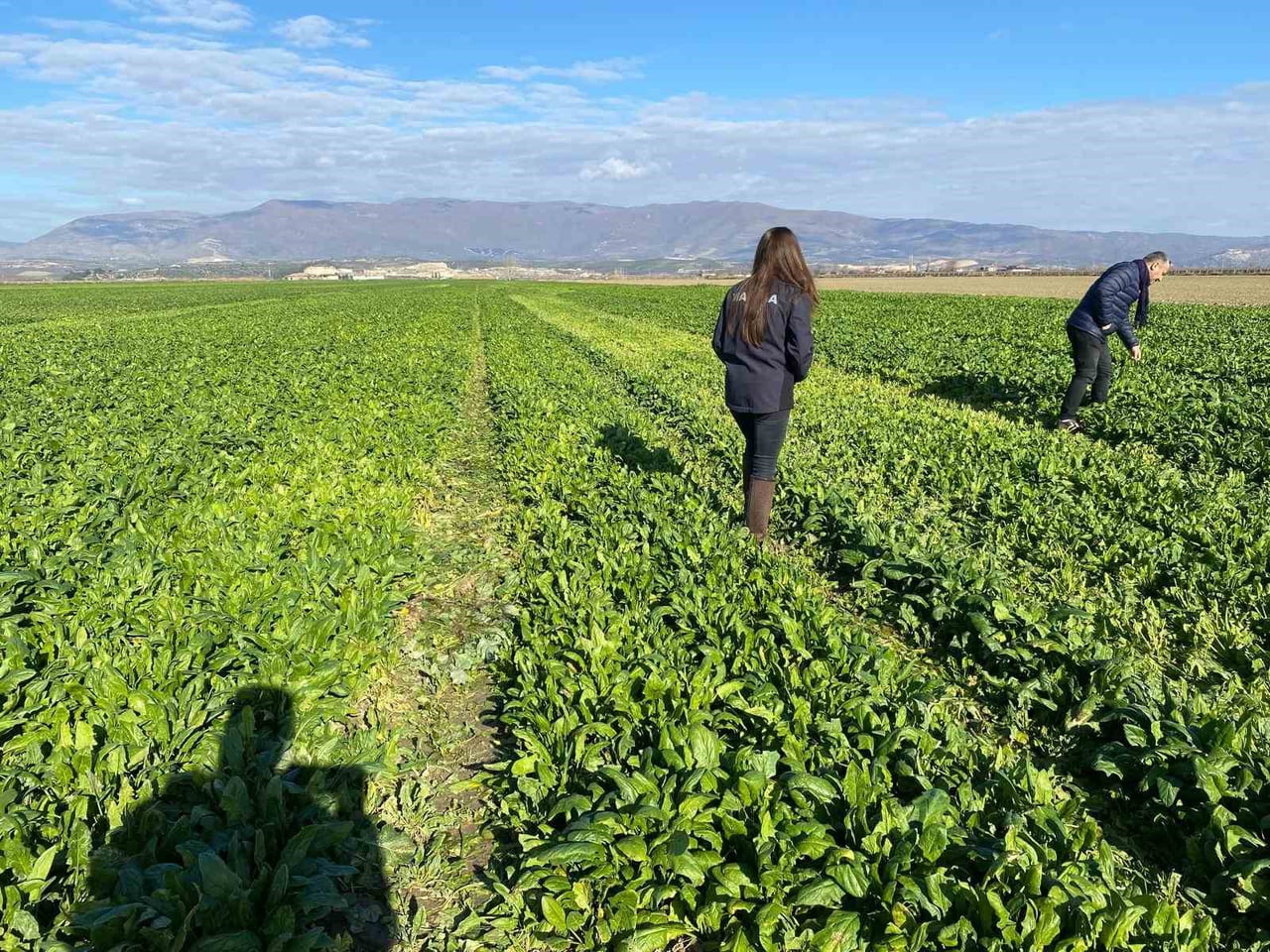 MANİSA’NIN SALİHLİ İLÇESİNDEKİ TARIM VE ORMAN MÜDÜRLÜĞÜ EKİPLERİ, KIŞLIK SEBZELERDE GÖRÜLEBİLECEK...