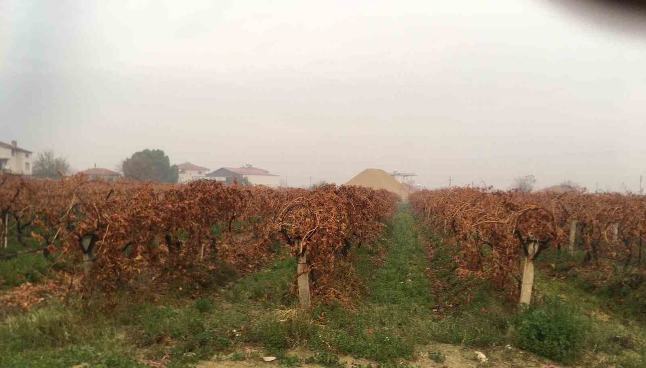MANİSA’NIN SARIGÖL İLÇESİ VE ÇEVRESİNDE UZUN SÜREDİR BEKLENEN SAĞANAK YAĞMUR, TARIM ALANLARINI...