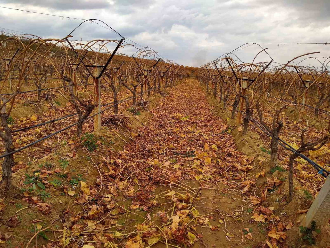 MANİSA’NIN SARIGÖL OVASI’NDA KIŞIN SOĞUK GÜNLERİNDE SÜREN BAĞ BUDAMA ÇALIŞMALARI SIRASINDA...